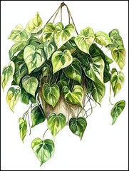 Watercolor Philodendron Illustration