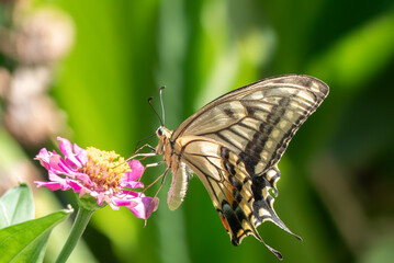 公園の花壇にやってきたキアゲハ　滋賀県大津市膳所城跡公園