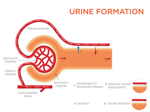 Urine Formation How Kidneys Filter, Reabsorb, and Excrete Waste