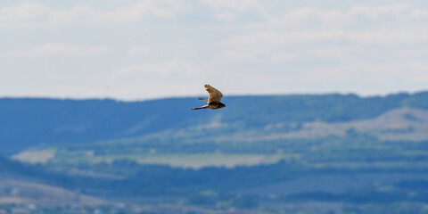 Proudly flutters in the open airю A lone hawk flies over the expanses, looking out for its prey. Concept.