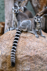 A pair of Ring-tailed lemurs pose calmly on a rock.
