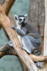 A ring-tailed lemur poses calmly on a branch.