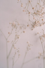 Dry white floral branch on white marble background. Copy space, mock up template. Invitation, greeting card. Flat lay, top view, minimal composition.