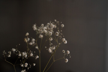 Dry white branch of gypsophila on dark grey brown background. Invitation, greeting card. Copy space, mock up template. Flat lay, top view, minimal composition.