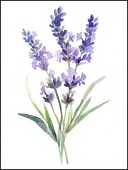 Obraz premium Lavender Bouquet