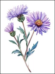 Watercolor Asters