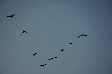 Flock of birds flying in formation open sky nature photography serene environment aerial view wildlife behavior