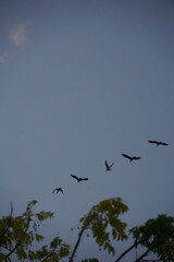 Birds in flight over a tranquil landscape evening sky nature photography serene environment aerial view beauty of nature