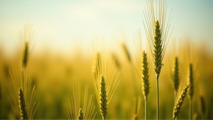 Fototapeta premium Golden wheat field under blue sky, one ear in focus, agriculture, harvest season, serene nature. Generative, AI,