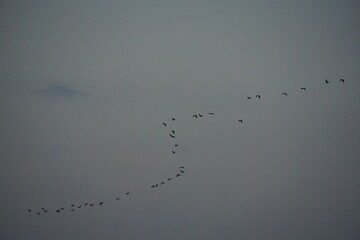 Migrating birds in formation overcast sky nature photography serene environment wide angle view wildlife conservation