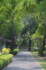 Serene walking path amidst lush greenery urban park nature scene tranquil environment ground level view relaxation concept