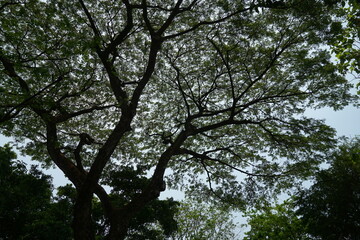 Obraz premium Nature's serenity majestic tree canopy outdoor landscape photography tranquil environment upward view natural beauty