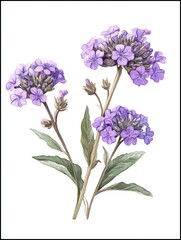 Obraz premium Verbena Painting