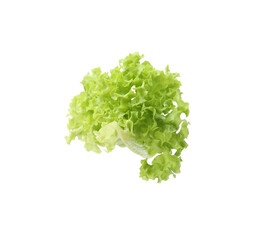 Fresh leaf of lettuce isolated on white