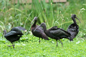 Group of Black Ibis