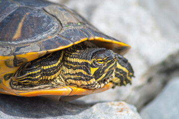 portrait of freshwater pond turtle with yellow stripes and brown shell, on the rocks near the pond,exotic pet, 