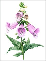 Watercolor Foxgloves