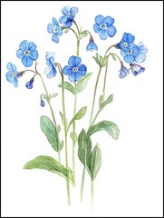 Isolated Forget-Me-Nots