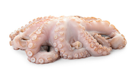 One fresh raw octopus isolated on white