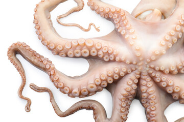 One fresh raw octopus isolated on white, top view