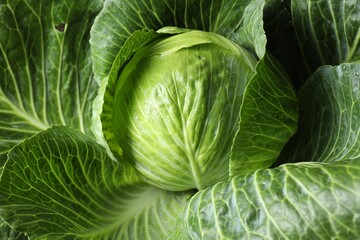 One ripe head of cabbage as background, closeup