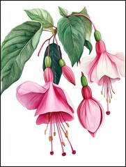 Watercolor Fuchsia Illustration