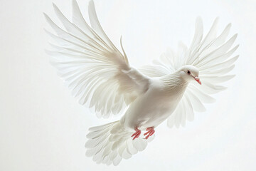 Fototapeta premium flying bird on white background