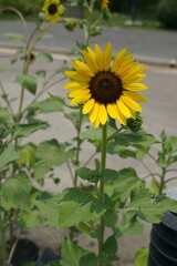 Sunflower blooming action urban garden photography bright environment close-up viewpoint nature's beauty concept