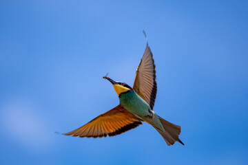 The European Bee-eater (Merops apiaster) hunts for insects.