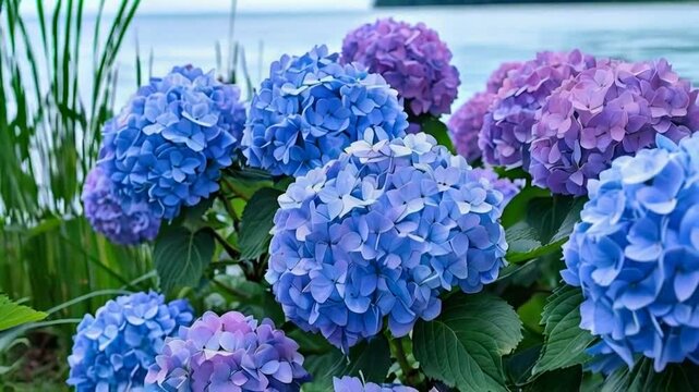 Lush blue and purple hydrangeas blooming near water.