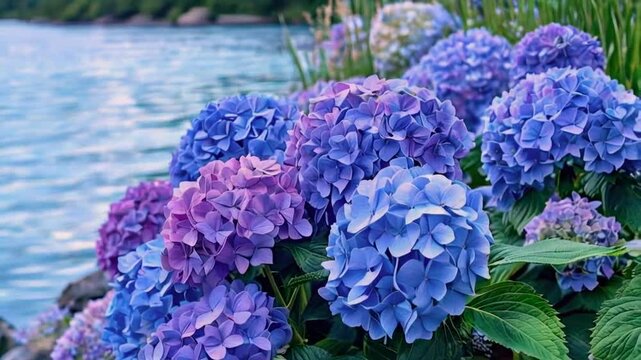 Vibrant purple and blue hydrangeas blooming near a calm river.