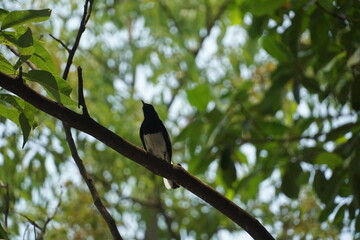 Bird observing in lush forest nature scene wildlife photography serene environment close-up view peaceful concept