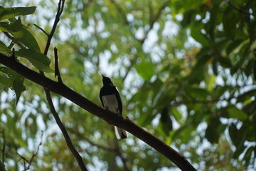 Birdwatching adventure male bird silhouetted in lush forest canopy wildlife photography natural habitat up close perspective serenity