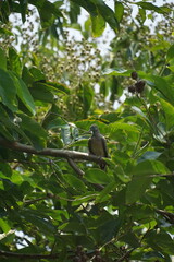 Bird perched on tree branch lush green environment nature photography close-up view wildlife observation