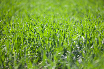 a field of young fresh green grass in the morning sun