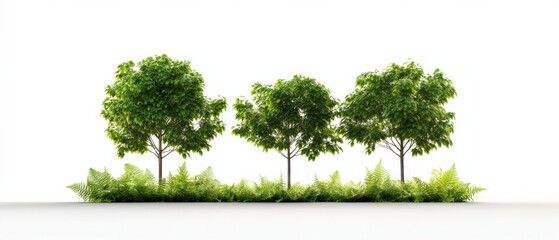 Obraz premium three lush green trees with ferns against a white background