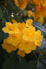 Vibrant yellow flowers blooming in a lush garden macro photography nature close-up beauty of flora