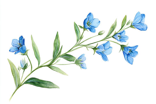 Watercolor, simple line drawing, clipart of small blue wildflowers in the shape of an elegant long stem with tiny flowers, soft watercolor isolated on a white background.