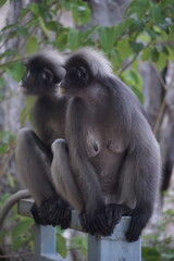 Fototapeta premium Calm monkeys observing their surroundings natural habitat wildlife photography forest environment close-up view animal behavior