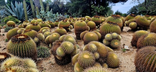 Different kind of cacti in one place - the Pinya de Rosa Tropical Botanical Garden. October 3, 2024.