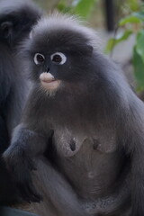 Exploring fascinating wildlife close-up of a monkey zoo animal photography natural habitat eye-level wildlife conservation