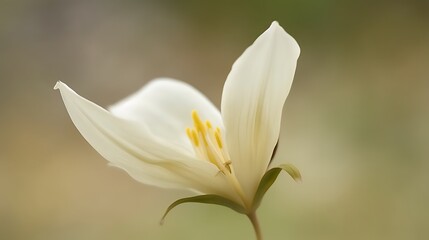 Obraz premium Delicate White Flower Softly Blooms In Nature