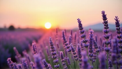 Fototapeta premium Sunset over lavender fields, purple flowers, horizon, serene nature, tranquil landscape, vibrant colors. Generative, AI,