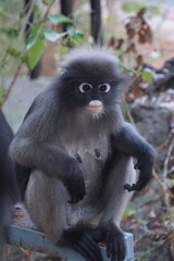 Curious monkey observing its surroundings nature reserve wildlife photography outdoor environment close-up animal behavior