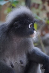 Curious monkey observing its surroundings jungle habitat wildlife photography natural setting close-up perspective animal behavior insights