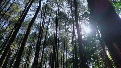 portrait of a tree with dense leaves from below
