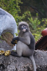 Playful monkey eating bananas in natural habitat wildlife sanctuary animal photography outdoor setting close-up view nature conservation