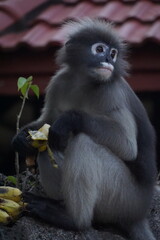 Playful monkey enjoying bananas in a natural habitat wildlife photography outdoor setting close-up perspective nature's beauty