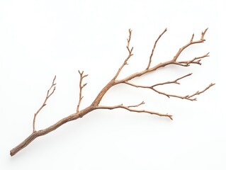Fototapeta premium Dry stick branch with small twigs and structure.