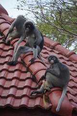Playful monkeys climbing on rooftop urban jungle wildlife photography natural habitat ground level animal behavior